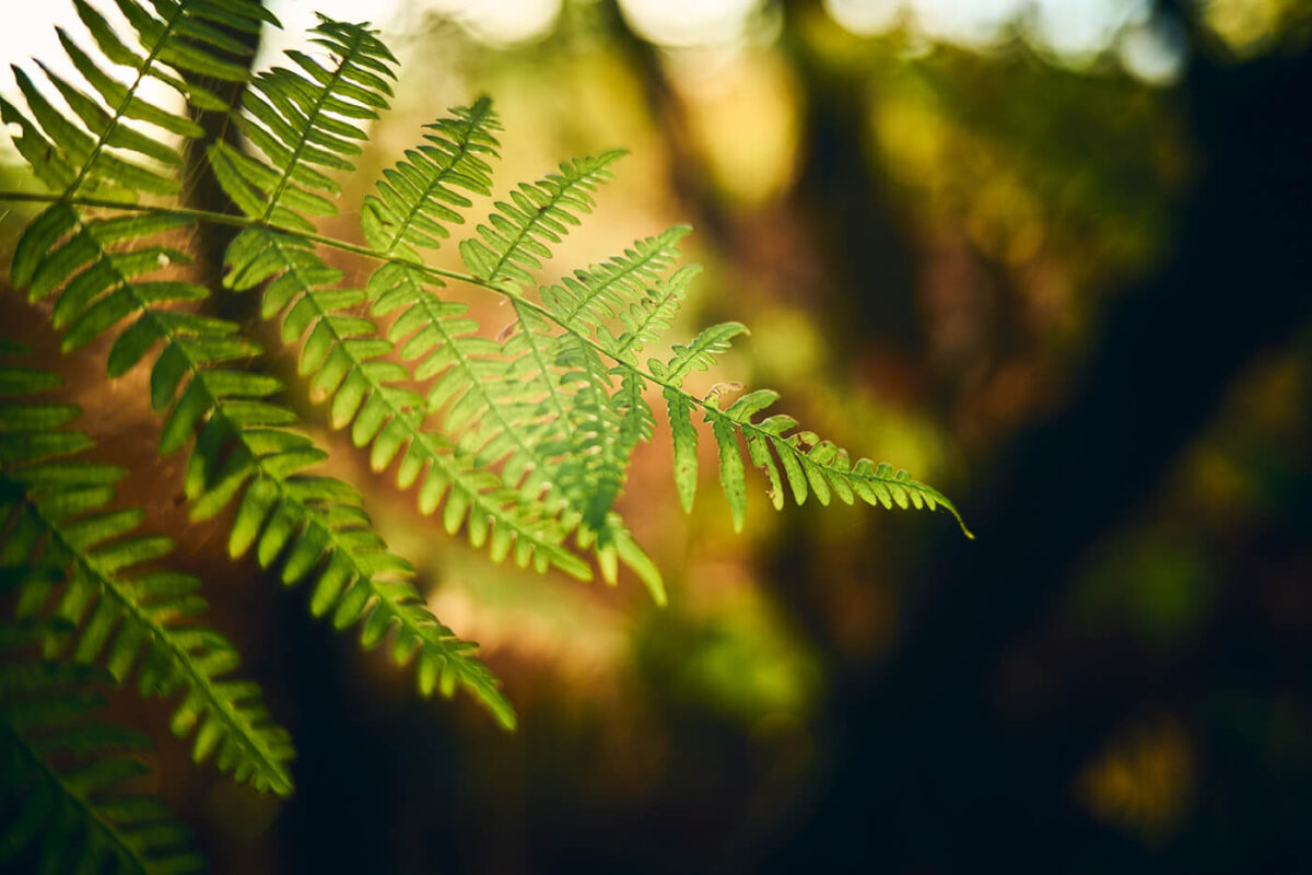 Schön softer Look bei offenblende