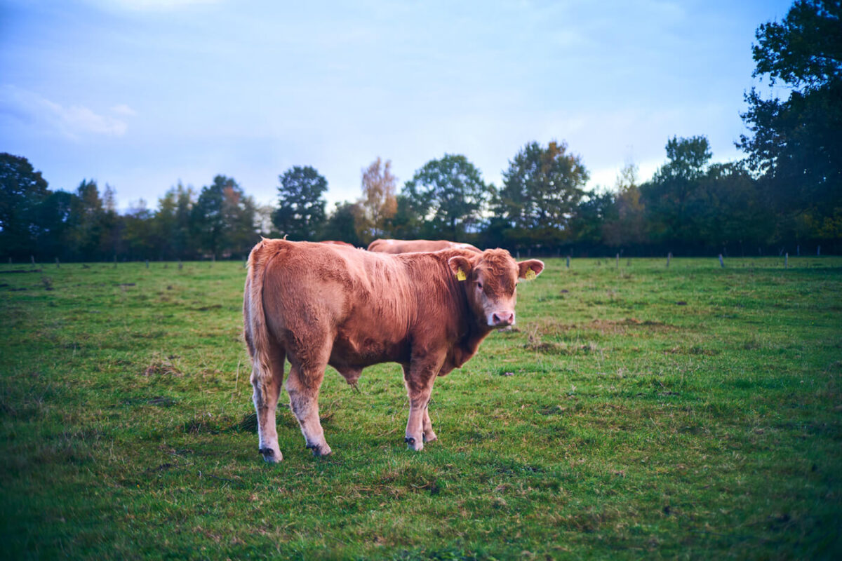 Heavy vignetting on ttartisan 50mm f2