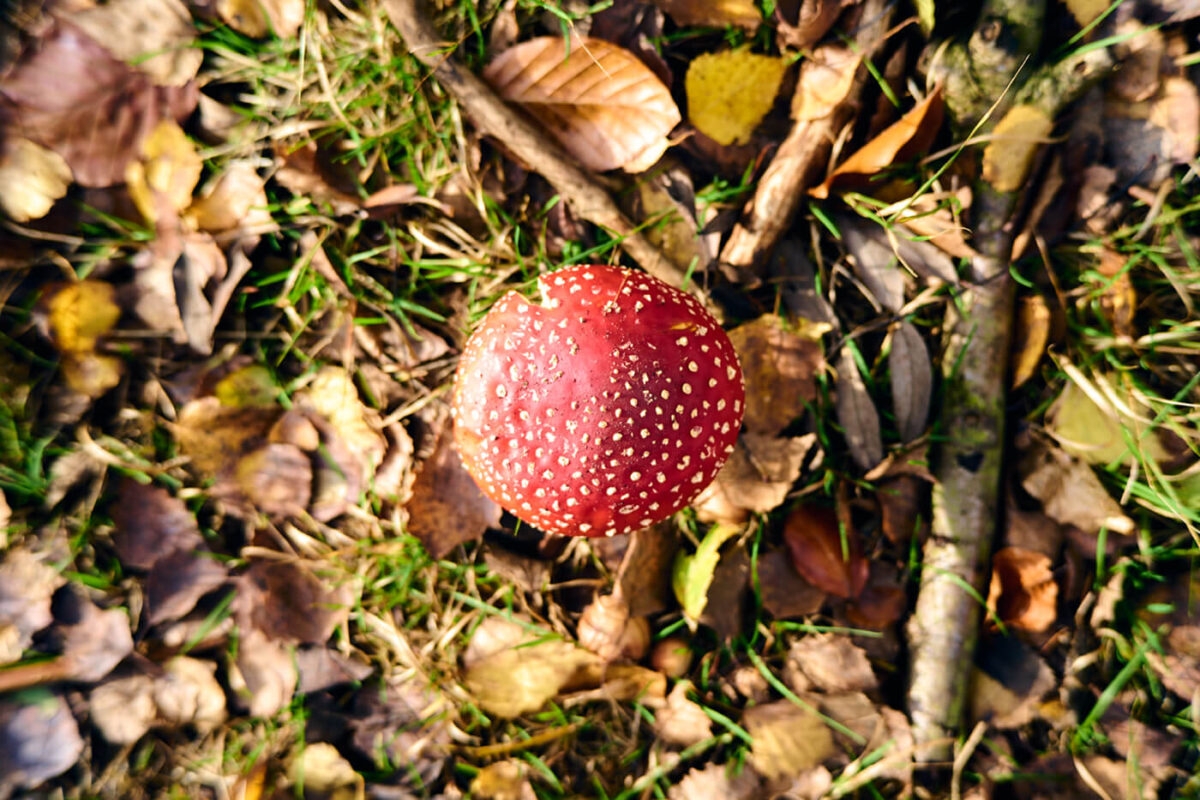 Better Focus when stopped down