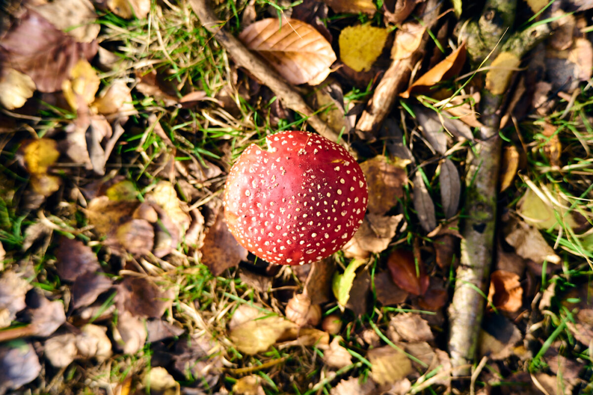 Beispielfoto TTArtisan 50mm f2