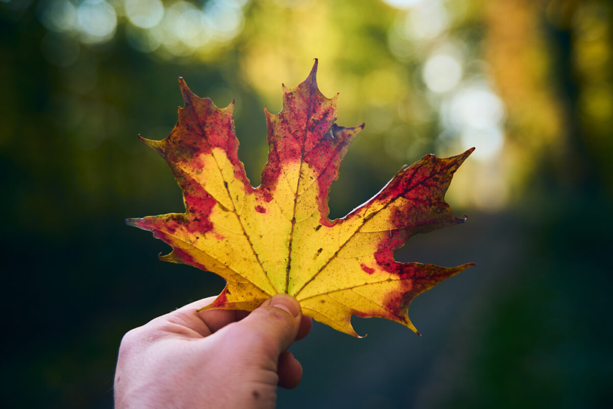 Etwas blasses Zentrum bei Gegenlicht