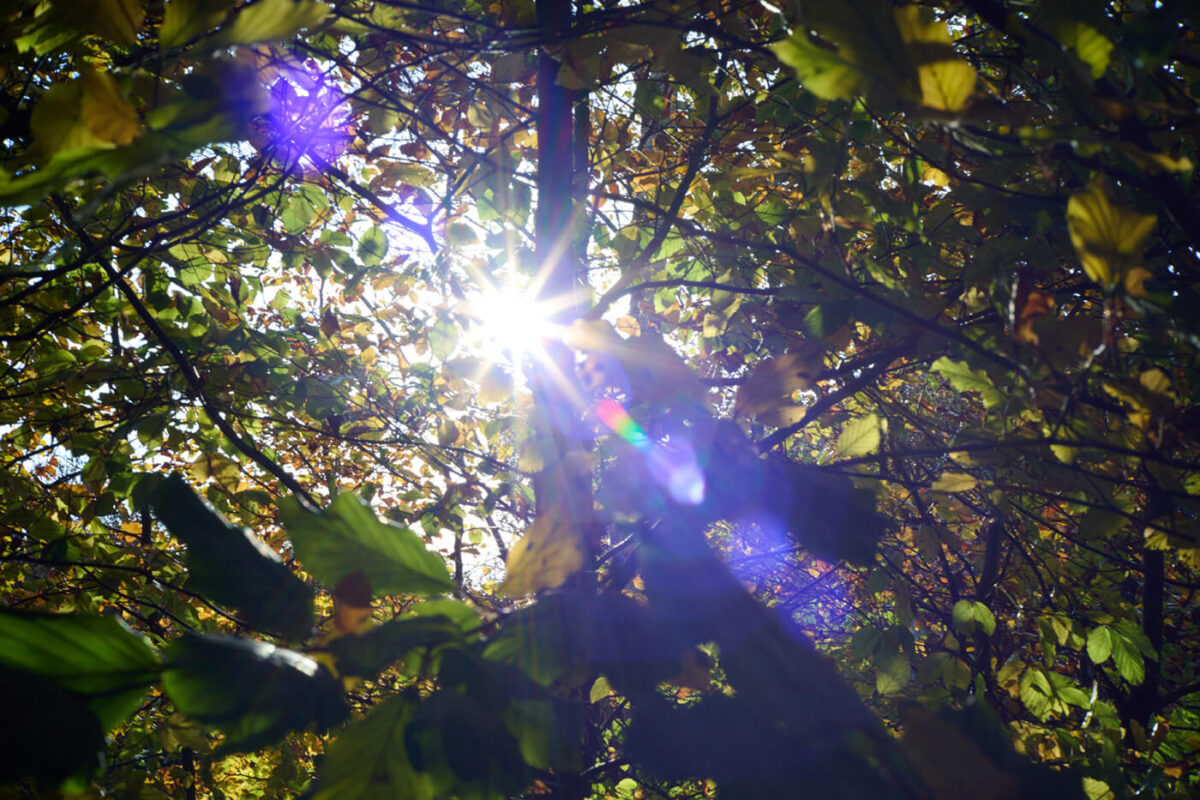 Bad Flaring on TTArtisan 50mm f2 for Nikon Z