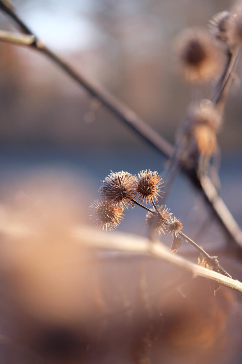 Nahaufnahme mit tollem Bokeh bei 50mm