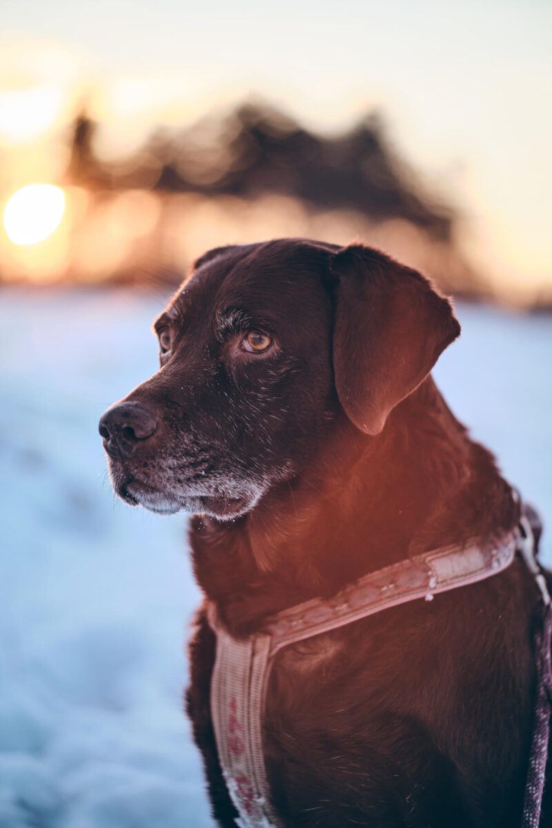 Flare Brightin Star 50mm f1.4 Fujifilm X