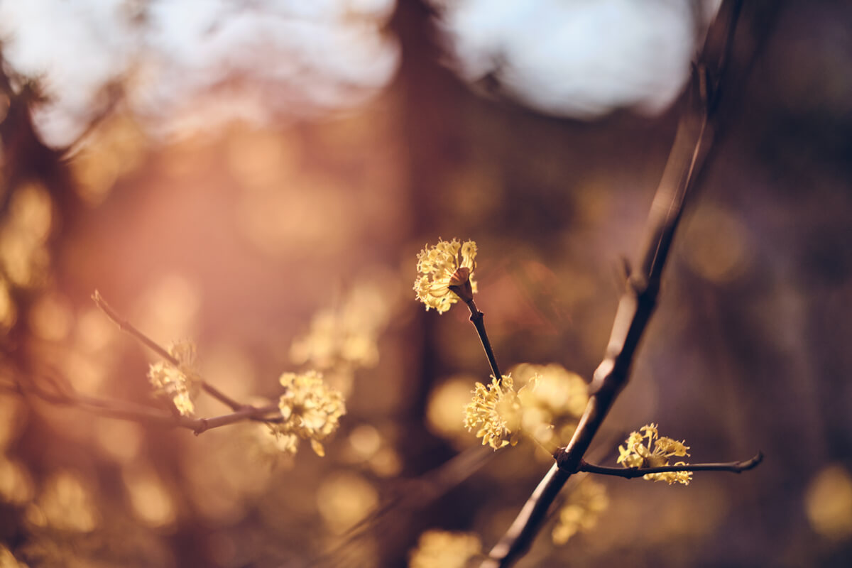 Flaring beim brightin Star 50mm f1.4