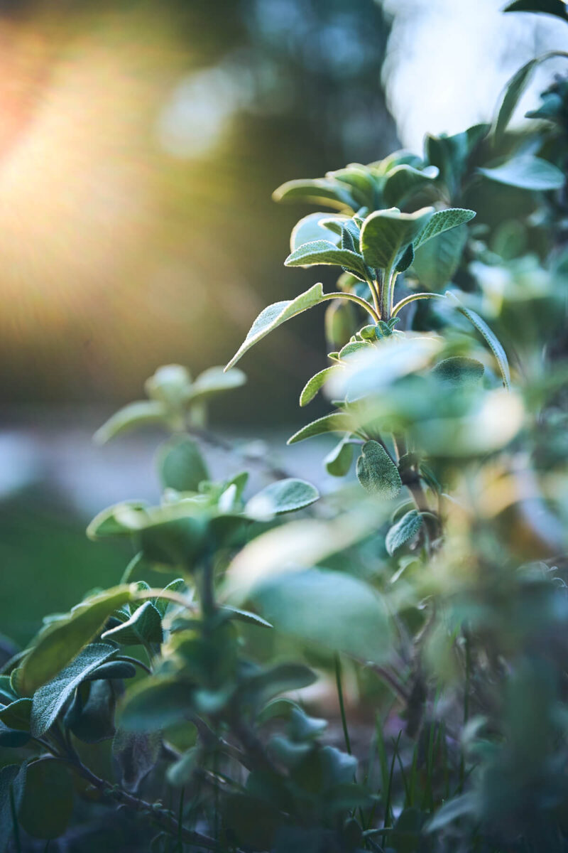 Etwas Flaring bei Gegenlicht aber verschmerzbar