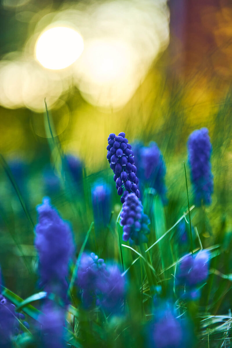 Nahaufnahem und Bokeh beim Viltrox 55mm f1.8 EVO APO