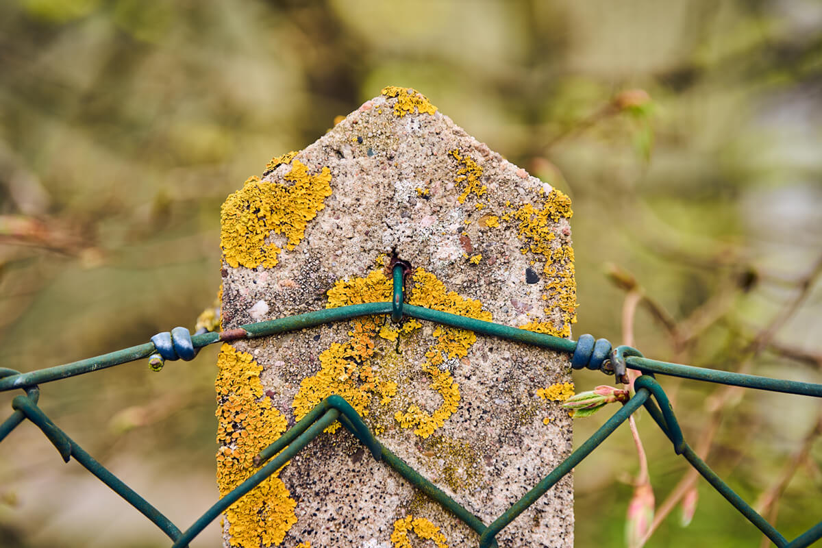 Schärfe vom Viltrox 55mm f1.8 Evo