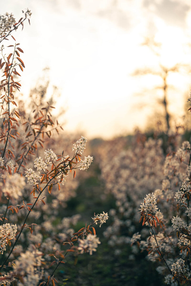 Gegenlicht mit dem Viltrox 55mm f1.8 EVO