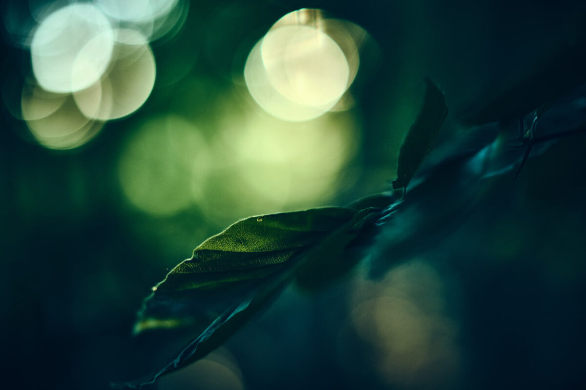 Bokeh zum Verlieben