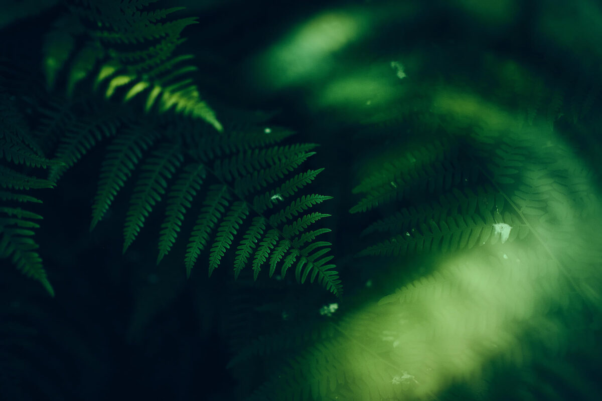 wunderschönes Bokeh BrightinStar 35mm f0.95