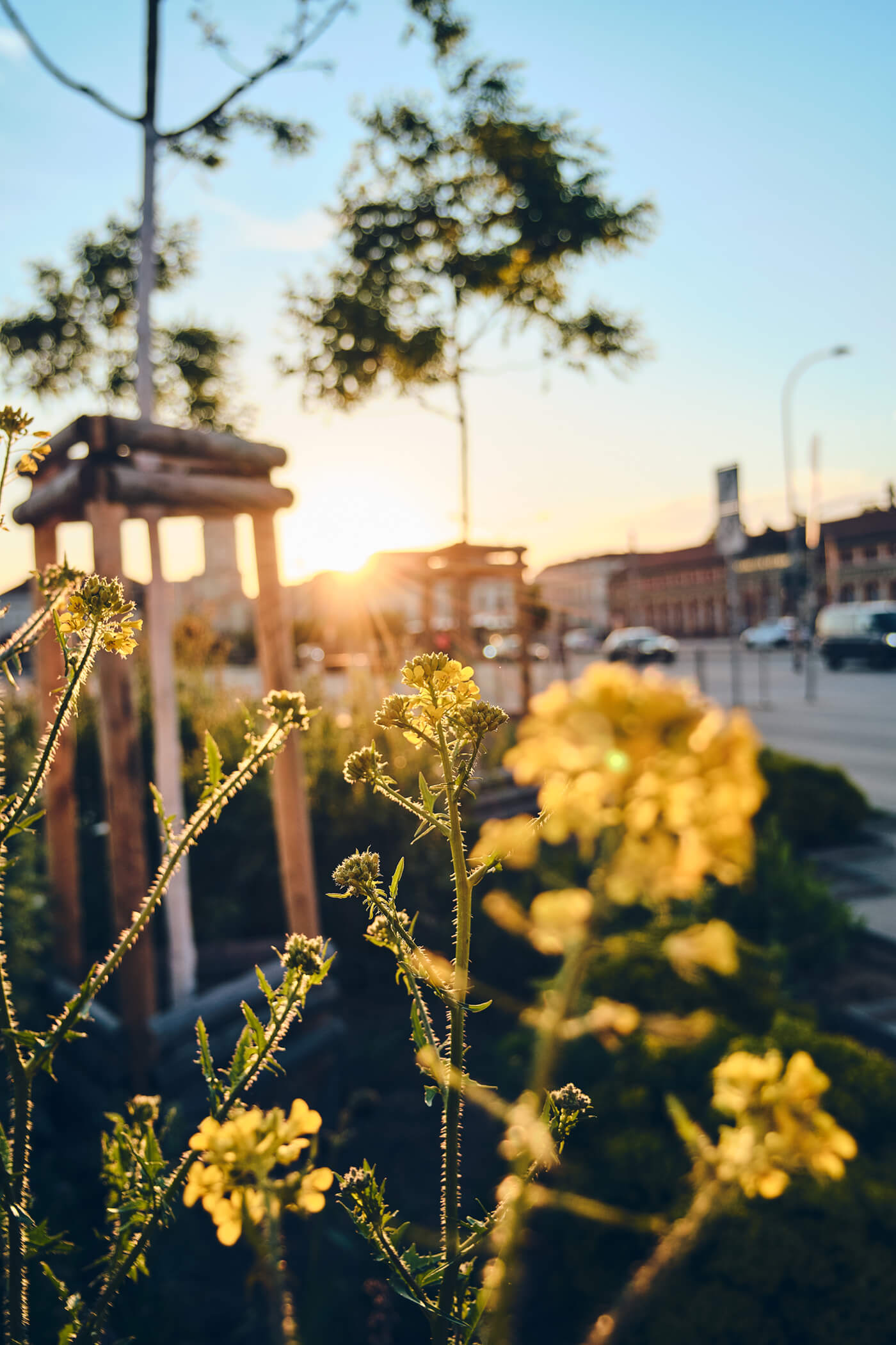 close up image with astrhori 18mm f5.6 bokeh