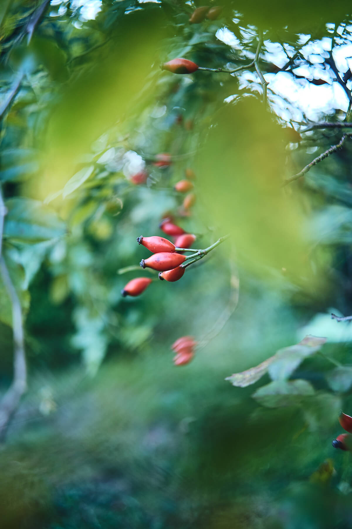 Sample image of Vignette of TTArtisan 23mm f1.4 AF for Fuji-X