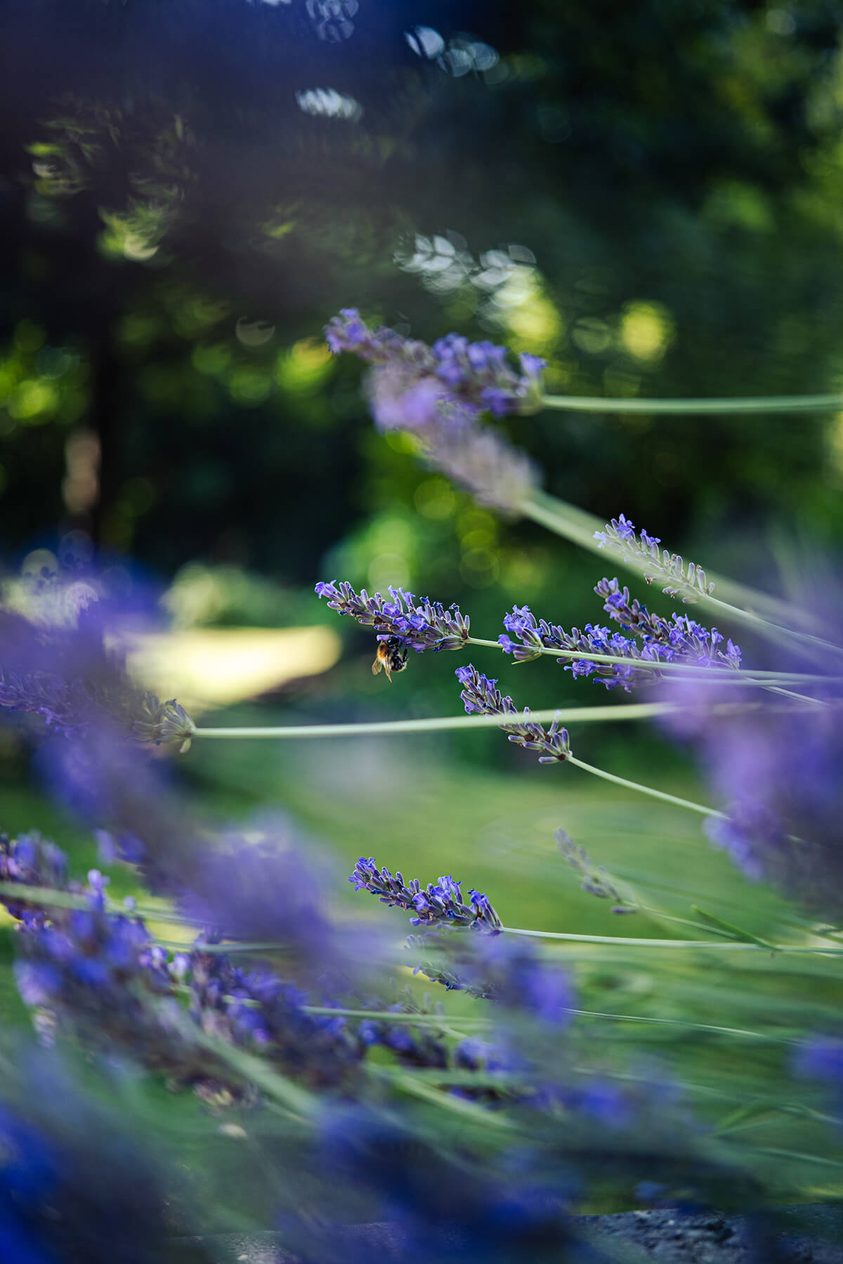 Bokeh im Nahbereich 7Artisans 40mm f2.5