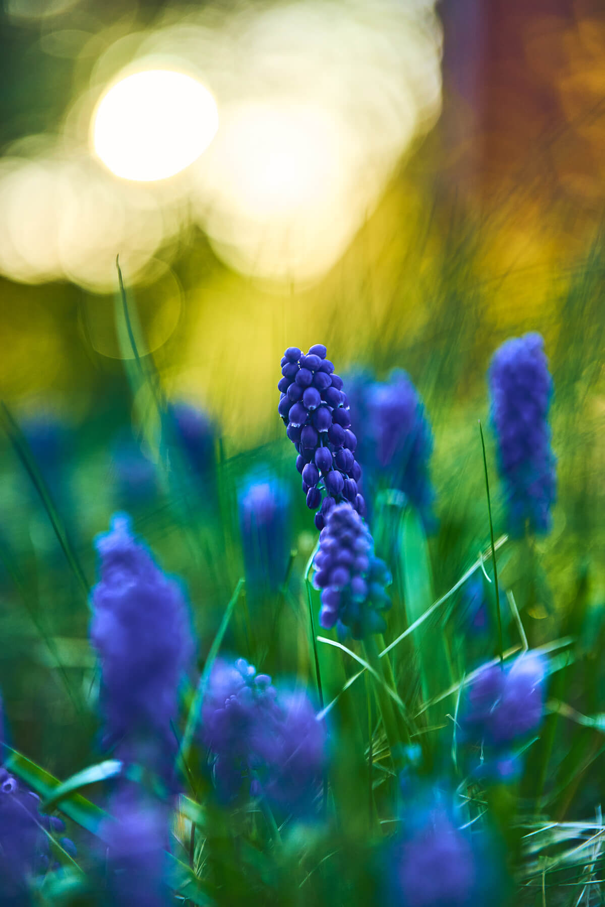 Viltrox 55mm f1.8 EVO APO Bokeh