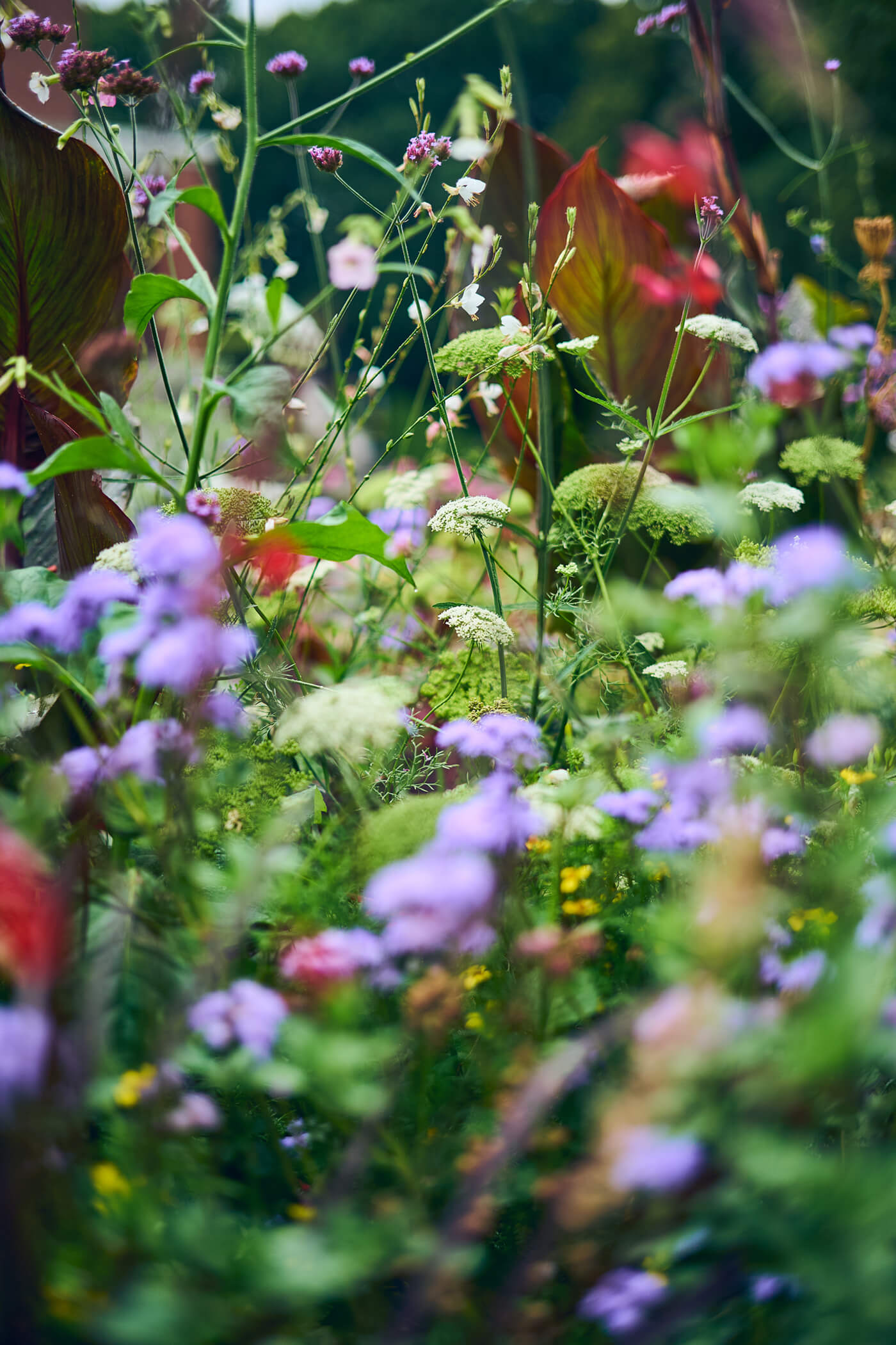 Angenehmes Bokeh bei TTArtisan AF 50mm f1.8 NEO