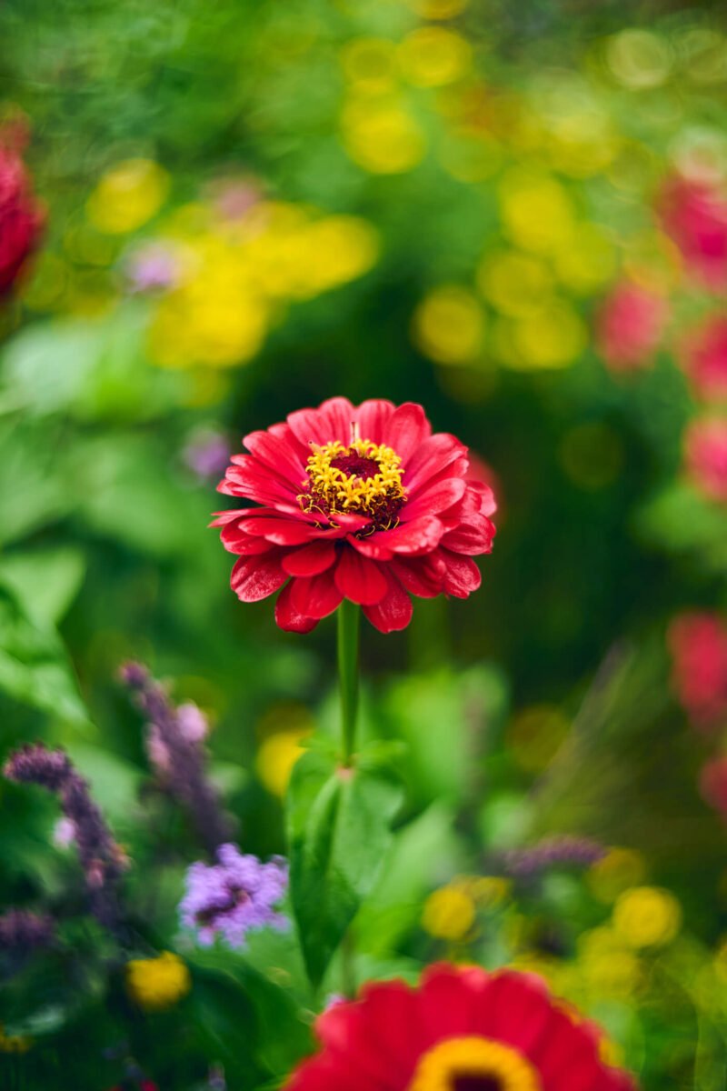Cremig wiches Bokeh bei Blende f1.8