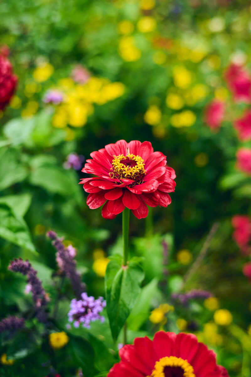 Bokeh Immernoch gut bei Blende f4