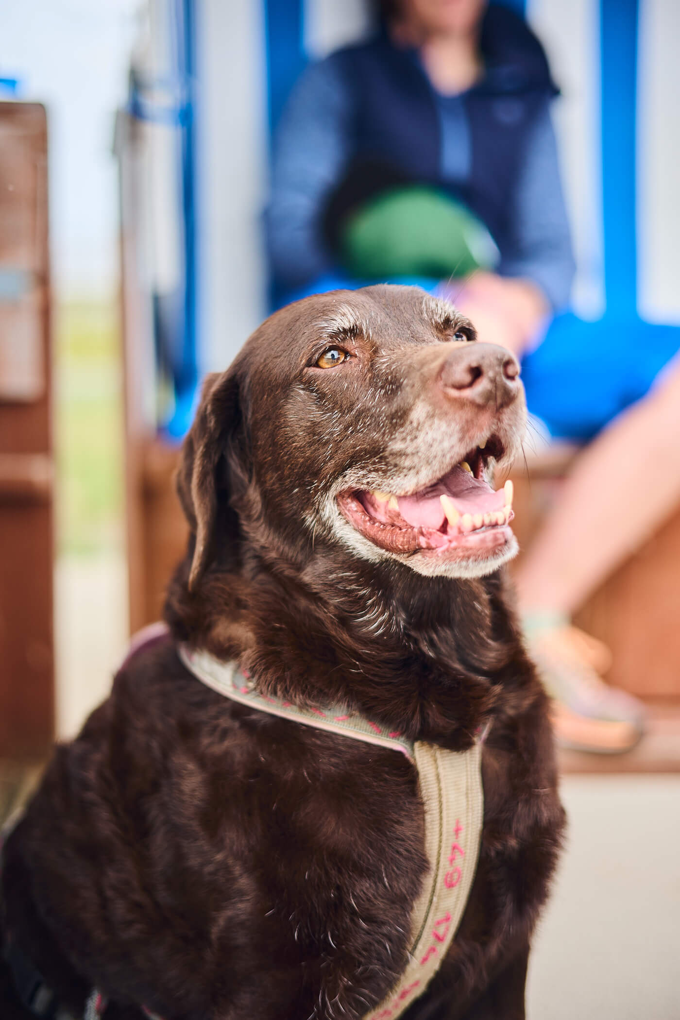 Hund freistellung ttartisan 50mm f18 Nikon Z