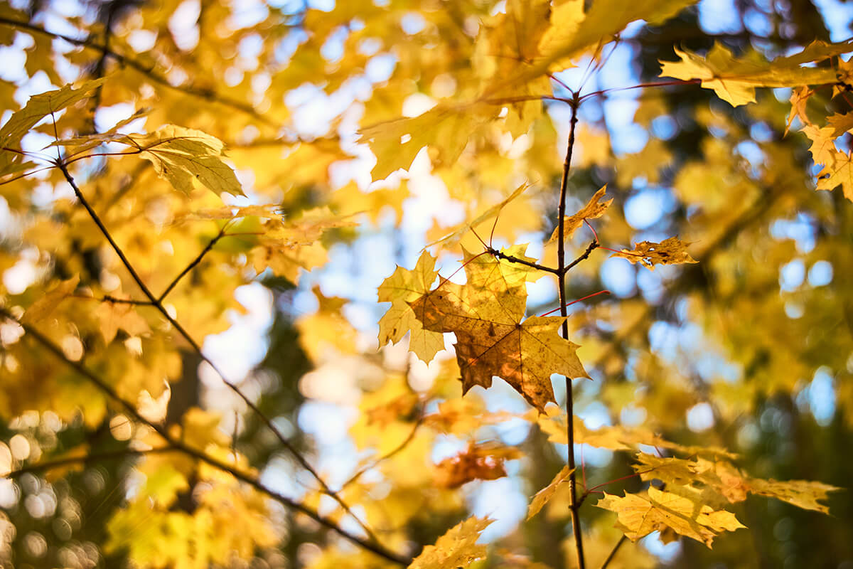nice bokeh