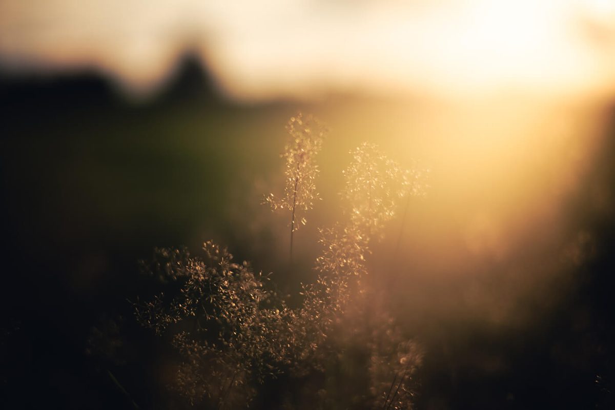 Dreamy look of 7Artisans 75mm f1.4 for Nikon Z