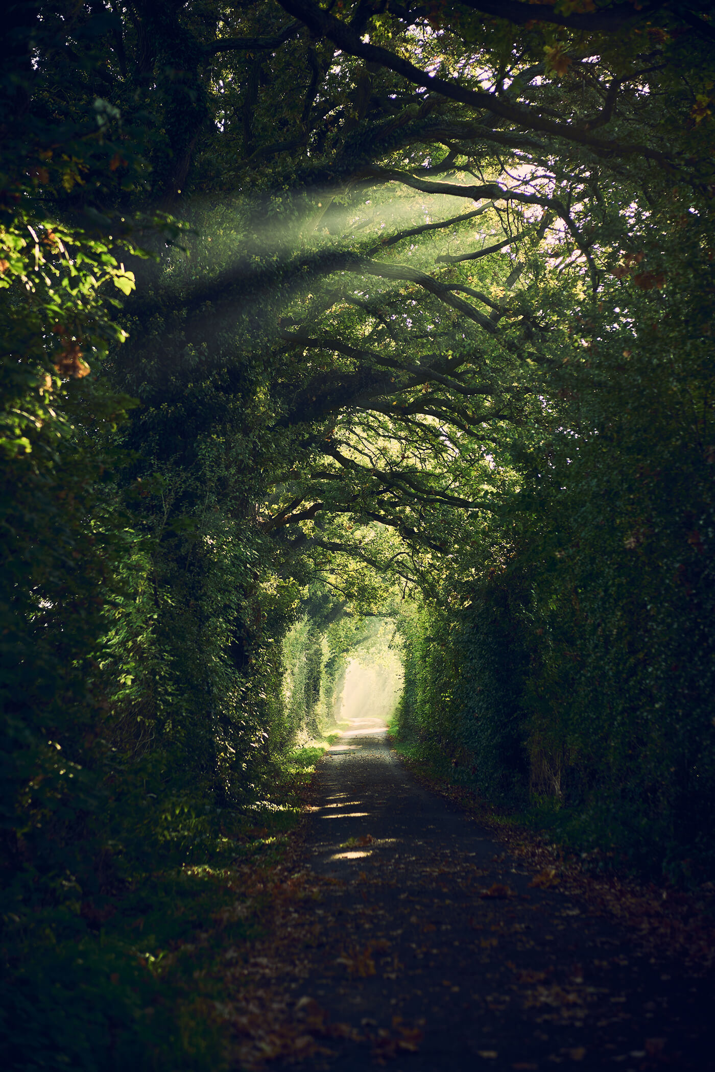 Wunderschöner Waldweg mit Lichtstimmung