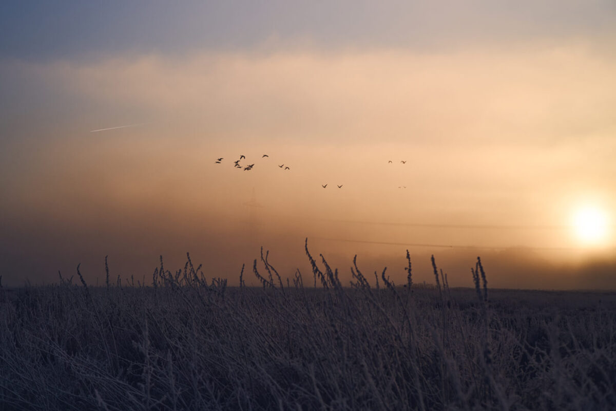 Nikon Zf Beispielbild landschaft morgens sonnenaufgang vögel