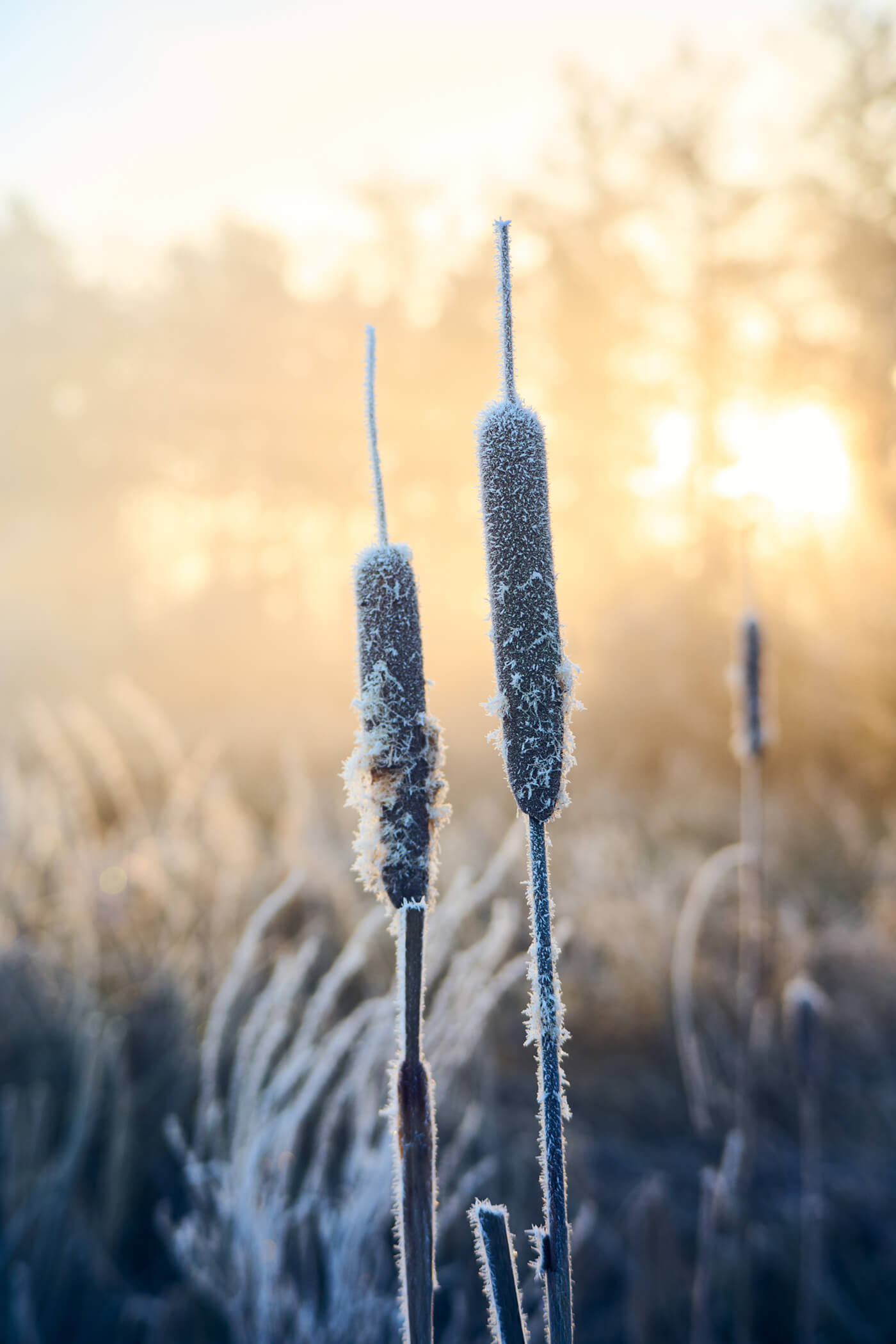 Nikon Zf Beispielfoto am morgen natur detail landschaft nebel