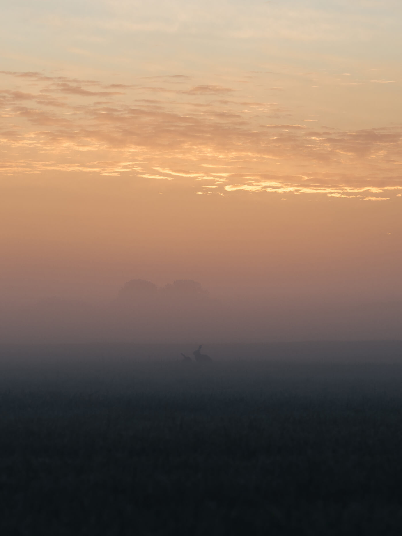 Hasen Silhouetten im Nebel