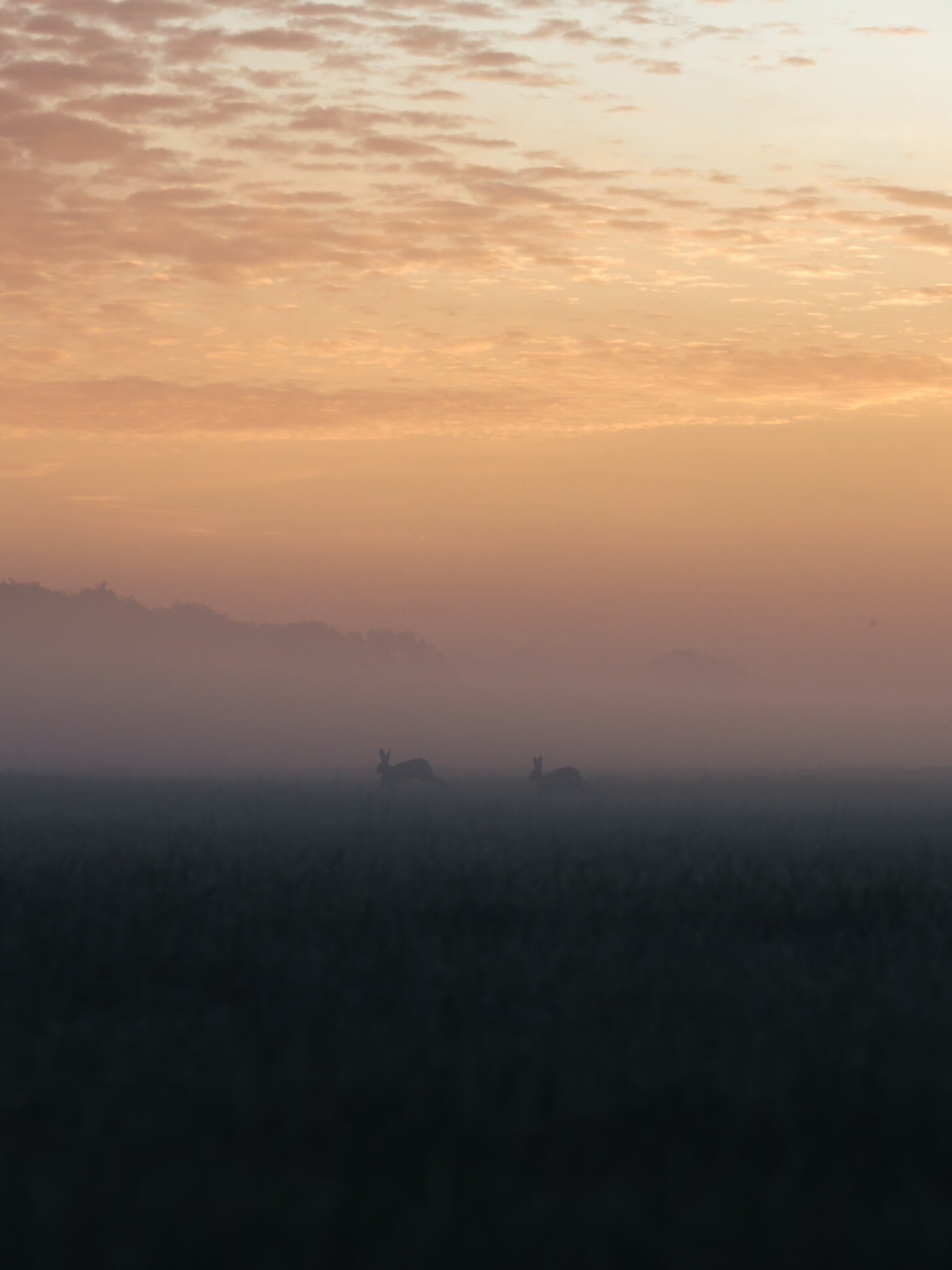 Hasen im Nebel MFT auch bei schlechtem Licht