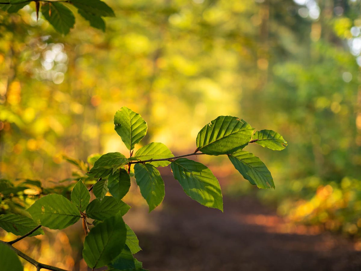 Freistellung bei f1.8 mit Micro four thirds