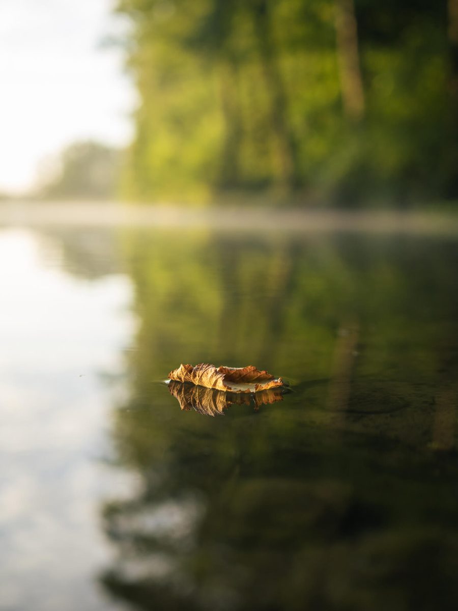 Freistellung mit 25mm f1.8 bei f2.2 mit Micro Four thirds